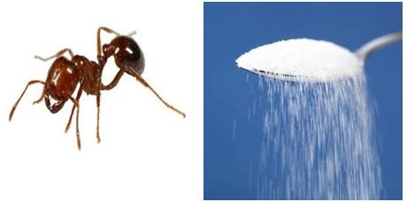 Di mana ada semut, di situ ada gula. Di Mana Semut Mati Kalau Tidak di Gula ~ Laman Peribahasa