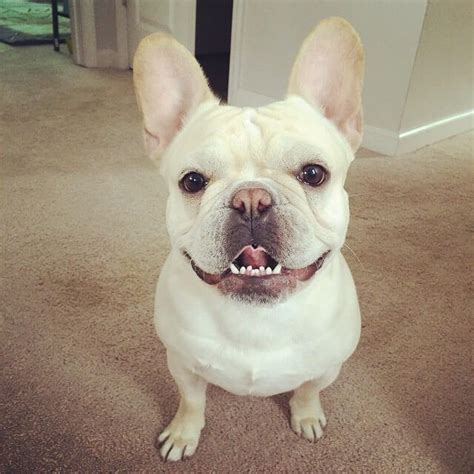 French bulldog puppies are quite adorable and loving. Frenchie Dentist - How to Brush Your Dog's Teeth | Dog ...