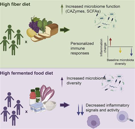 Can Feeding The Gut Microbiome Treat Malnutrition Pnas
