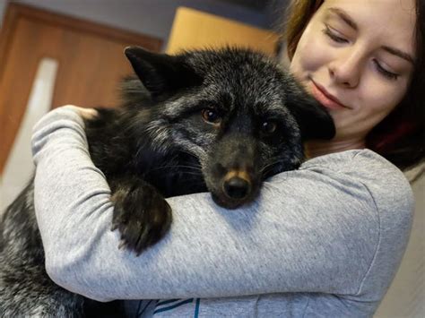 Awesome baby foxes for sale at the lowest prices only at underground reptiles. 14 animals that are surprisingly legal to own as pets in ...