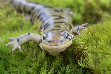 Do Salamanders Make Good Pets Popular Pet Salamander Species