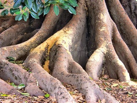 Tree Roots Stock Photo Image Of Leaves Wood Green Foliage 3077224