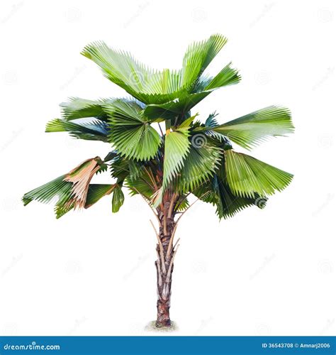 Plam Tree Stock Photo Image Of Plant Natural Coconut 36543708