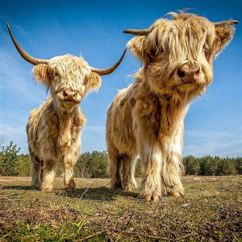 Cute Twins Photography By Schoonspikke P These Galloways Very