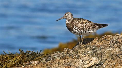 Extremely Rare And Lost Bird Seen Vacationing Near The Coast Of Maine