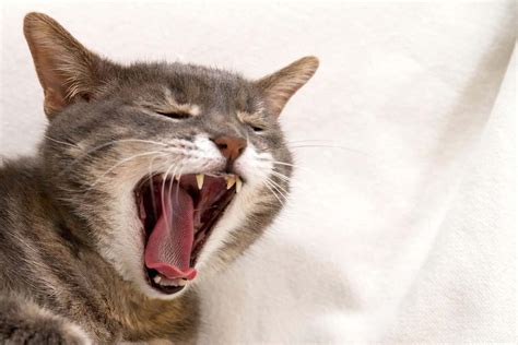 Common Questions About Cat Dental Diseases Port Road Vet