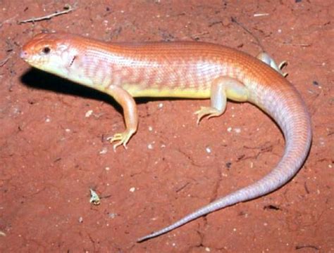 Great Desert Skink Alchetron The Free Social Encyclopedia