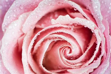 Petals Of A Pink Rose Close Up A Macro In Dew Drops Stock Photo Image