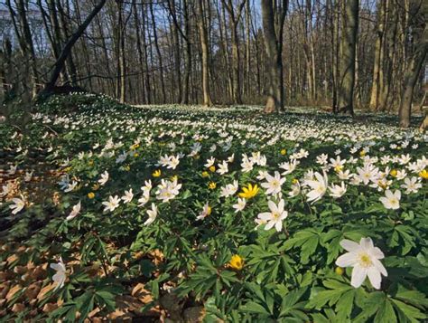 Wald Im Blütentaumel