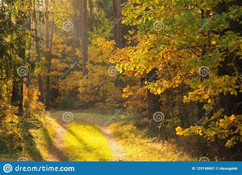 Fall Forest Warm Autumn Evening In Forest Stock Image Image Of Park