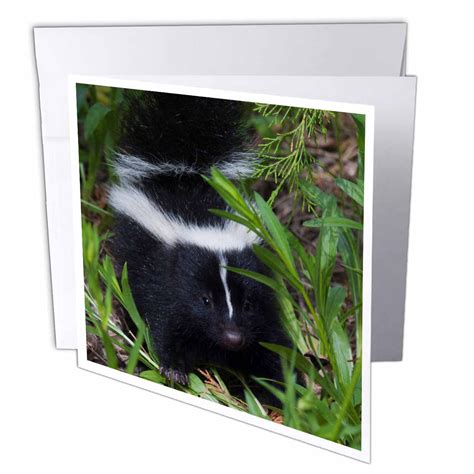 3drose Striped Skunk Kit Greeting Cards 6 By 6 Inches Set Of 6