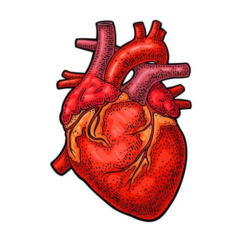 Top 60 Human Heart Sketch Clip Art Vector Graphics And