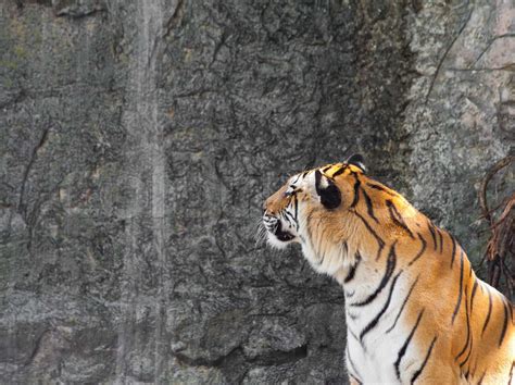 Siberian Tiger In Front Of The Waterfall In A Zoo Stock Image Colourbox