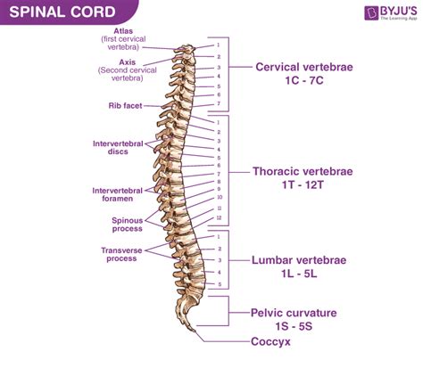 The most common causes of lower back pain are strain and problems with back structures. Diagram Of Backbone - Anatomy Of The Spine And Back ...