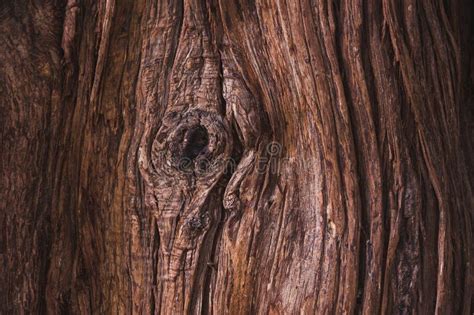 Dark Brown Tree Bark Texture Stock Image Image Of Tree Light 48948985