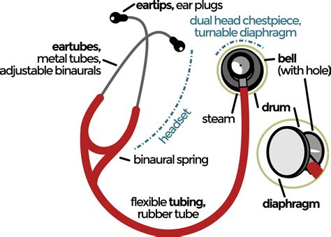 A digital stethoscope records clear sounds via a patient's clothes, while they are also effective for listening to korotkoff sounds heard during the measurement of manual blood science diction: parts of a stethoscope labeled parts of a stethoscope 1 ...