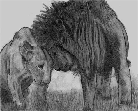 Lion Couple By Kumodumo Lion Couple Lion Sketches Of Love