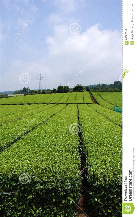 Tea Plantation In Japan Stock Image Image Of Mount Plantation 60587097