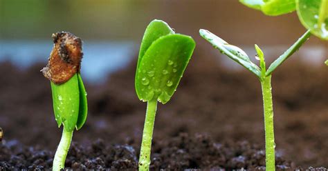 How To Germinate Seeds Love The Garden