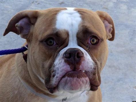 Information on our adoption events and how to adopt can be found on our website www.perfectpetsrescue.org and you can also visit our very active. Adopt A Pet In New York City: Featured Animals For 10/26 ...