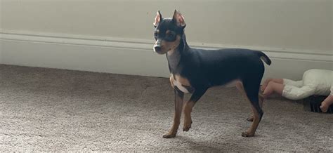 Miniature Pinscher Puppies For Sale Easton Pa 330966