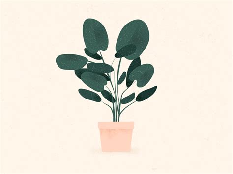 plants and cacti by olivia moore dribbble in 2023 flower illustration motion design animation
