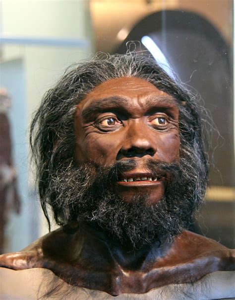 Homo Heidelbergensis World History Encyclopedia