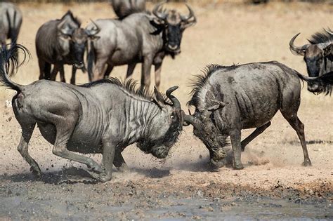 Blue Wildebeest Males Fighting Photograph By Tony Camachoscience Photo