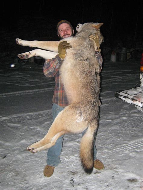 Trophy Timber Wolf Hunting Outfitter Ontario Canada Gateway North