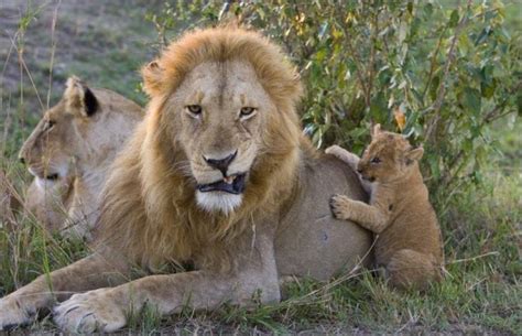 Lion Cubs Meet Their Father 5 Pics