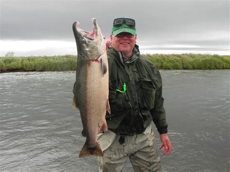 The Fishing News Monster Silver Salmon On The Alaska Peninsula