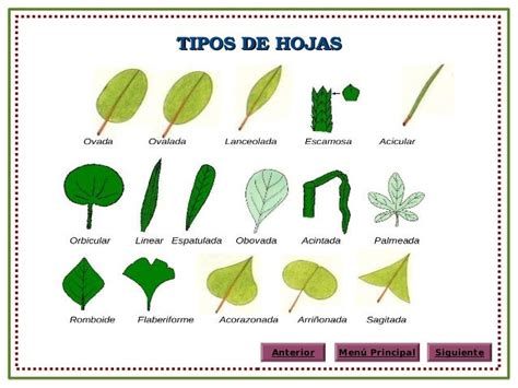 Tipos De Hojas