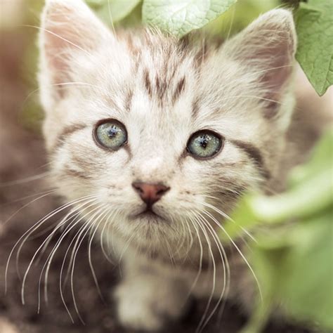 Or a sweet tooth, if you will. Can Cats Eat Potatoes? How About Sweet Potatoes? - Catster