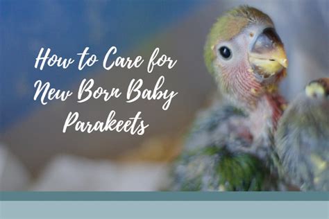 Baby Parakeets Caring Tips For Newborn Budgies Pets Checklist