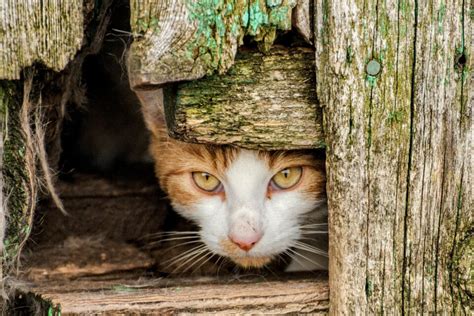 Feral Cats Are A Catastrophic Threat To Australias Wildlife