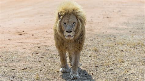 Kruger National Park Pride 4k Animals In The Wild Animal No People