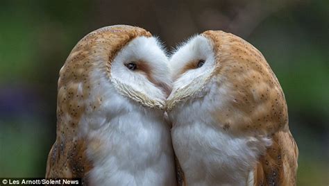 Sisterly Display Of Affection As Barn Owls Are Caught On Camera Kissing Daily Mail Online
