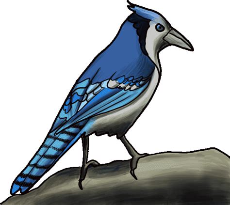 Blue Jay Png Free File Download Png Play