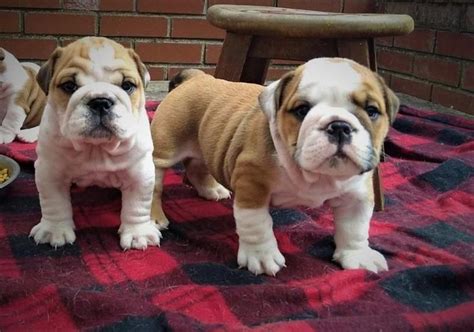Advice from breed experts to make a safe above you will find the latest bulldog puppies which we have for sale. English Bulldog Puppies For Sale | Portland, OR #263705