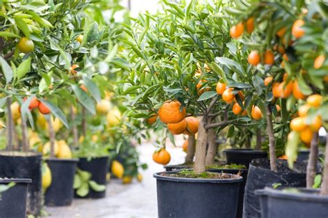 Growing Citrus Indoors In Vermont Vermont Public