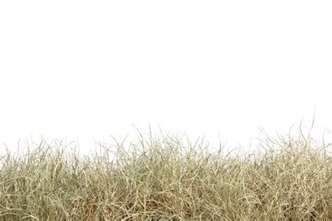 15200 Dead Grass Field Stock Photos Pictures And Royalty Free Images