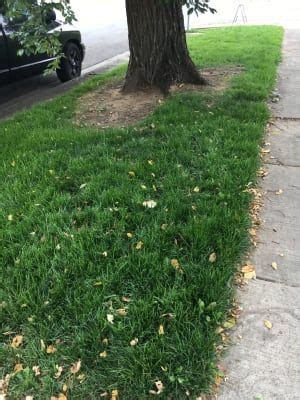 Fescue grasses have become one of the most prevalent grasses in the united states. Low Work and Water Dwarf Fescue Grass Seed in 2021 ...