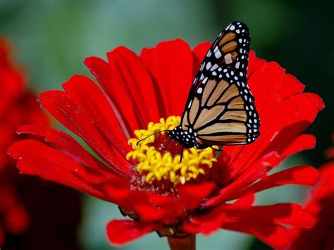 Butterfly And Flower Wallpapers Wallpaper Cave