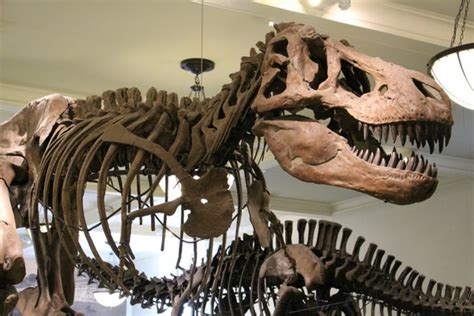 Its A Girl Special T Rex Was An Expectant Mother Scientific