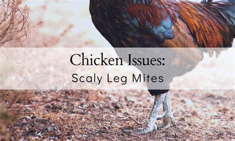 How To Identify And Treat Scaly Leg Mites The Farmers Cupboard