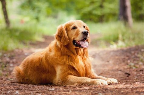 Tudo Sobre A Raça Golden Retriever Dog Vibe