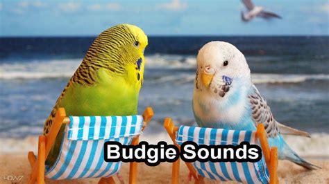 Budgie Sounds For Lonely Birds To Make Them Happy Youtube