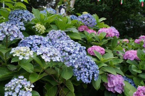 15 Plants That Bloom All Summer Long Plants Container Gardening