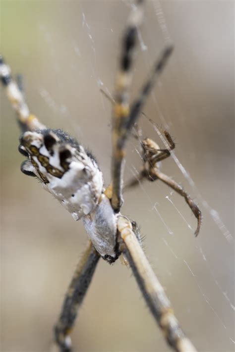 A Day In The Short Life Of The Male Silver Argiope Argiope