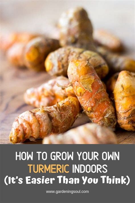 How To Grow Your Own Turmeric Indoors It S Easier Than You Think